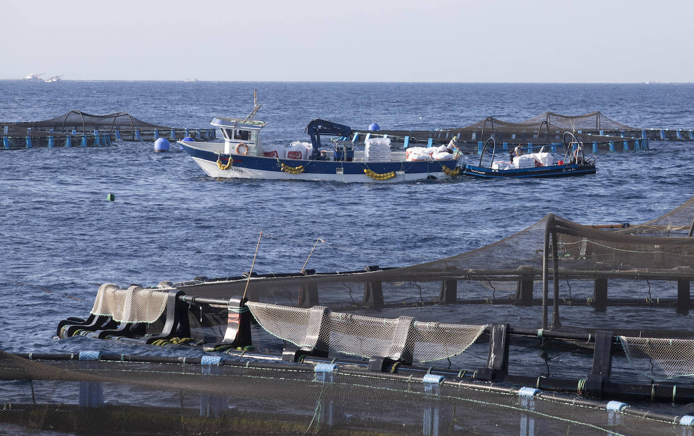 Fotos: Viveros marinos de doradas y lubinas en San Pedro