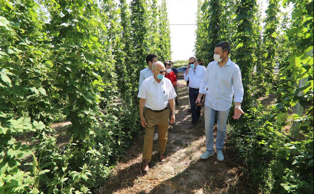 El director de Estrella de Levante, el alcalde de Caravaca y el director de Medio Ambiente de la Comunidad visitan el cultivo de lúpulo en Caravaca de la Cruz. 