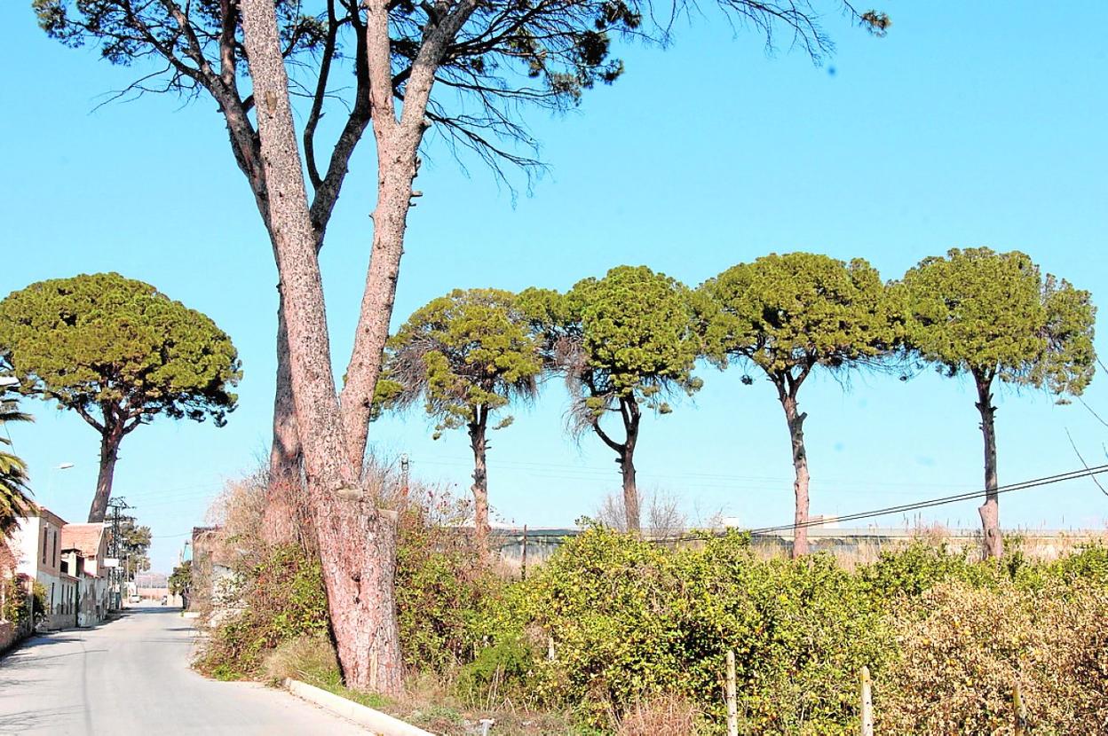 Los gigantes de la huerta de Murcia