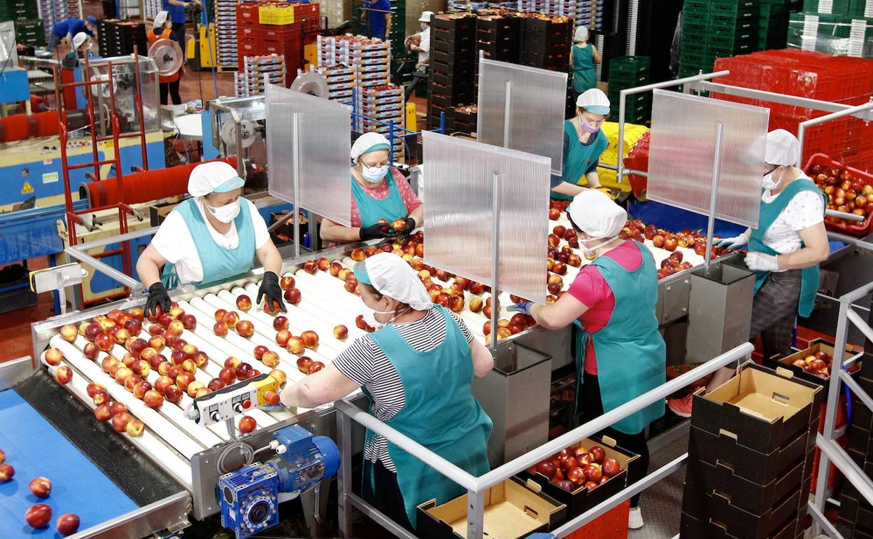 Trabajadoras en un almacén de frutas de la Región de Murcia, en una imagen de archivo. 