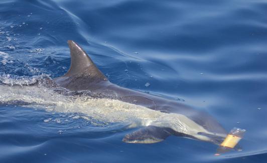 Un delfín común se aproxima a una botella de plástico.