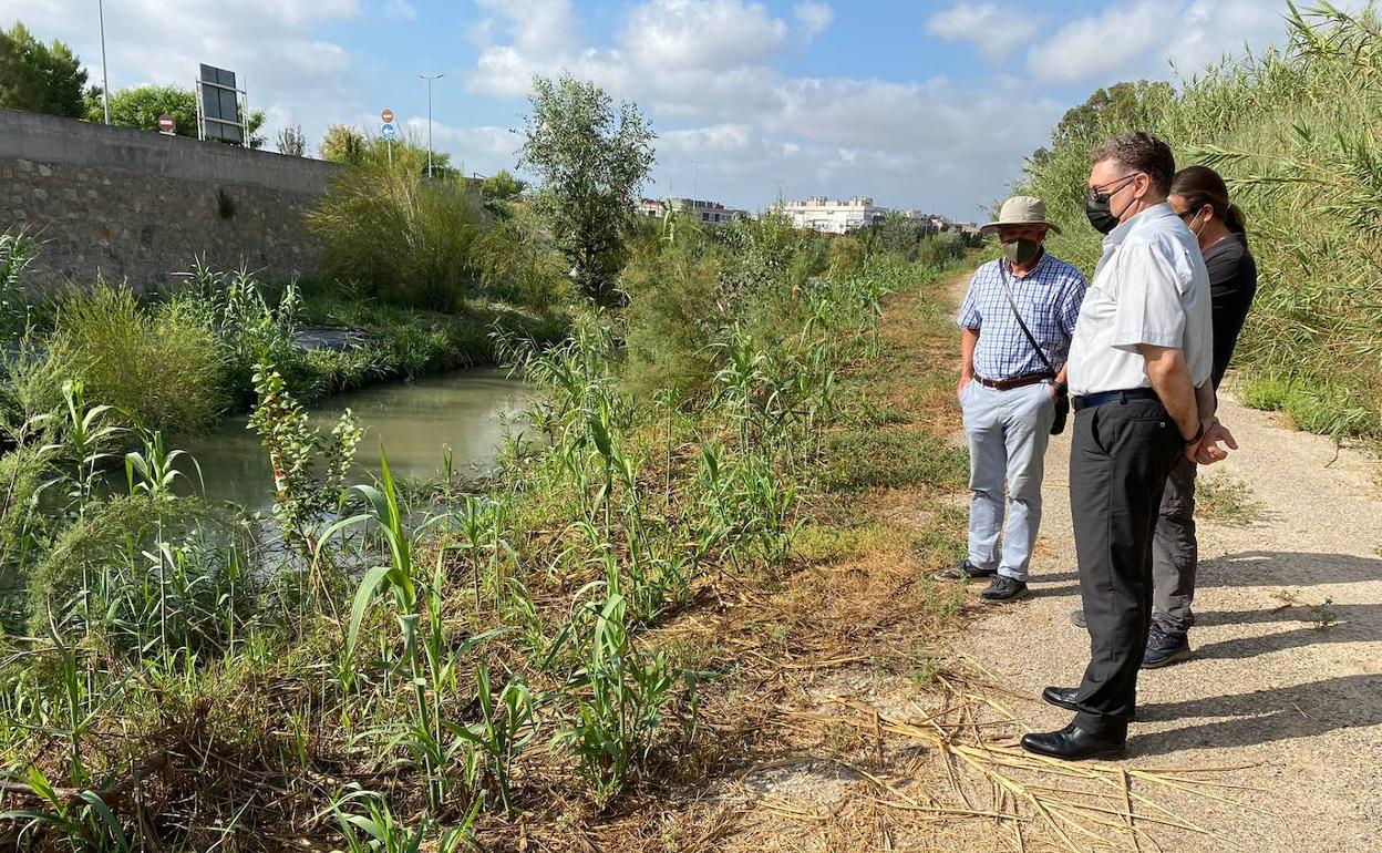 Bosque de ribera del río Segura a su paso por El Raal.