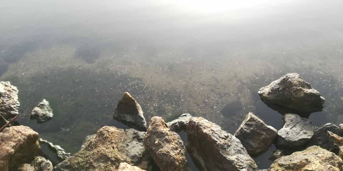 Fotos: Aparecen cientos de peces muertos en la ribera sur del Mar Menor