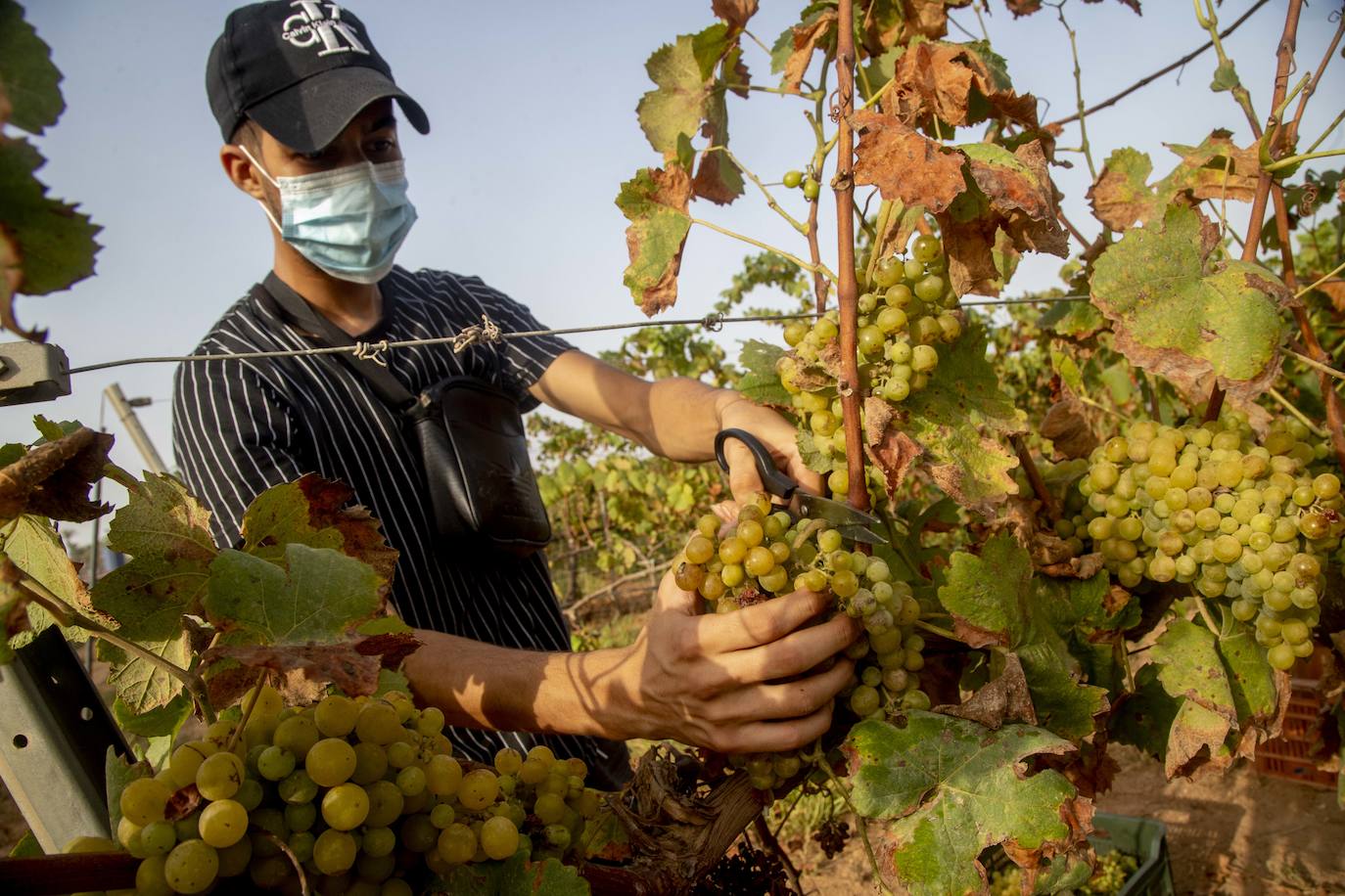 Fotos: Estudiantes y profesores voluntarios vendimian 6.000 kilos de uva en los viñedos de la UPCT