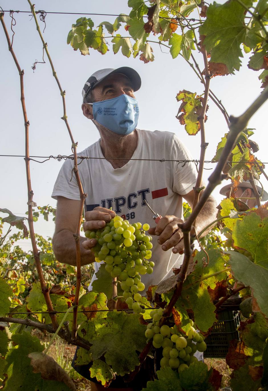 Fotos: Estudiantes y profesores voluntarios vendimian 6.000 kilos de uva en los viñedos de la UPCT