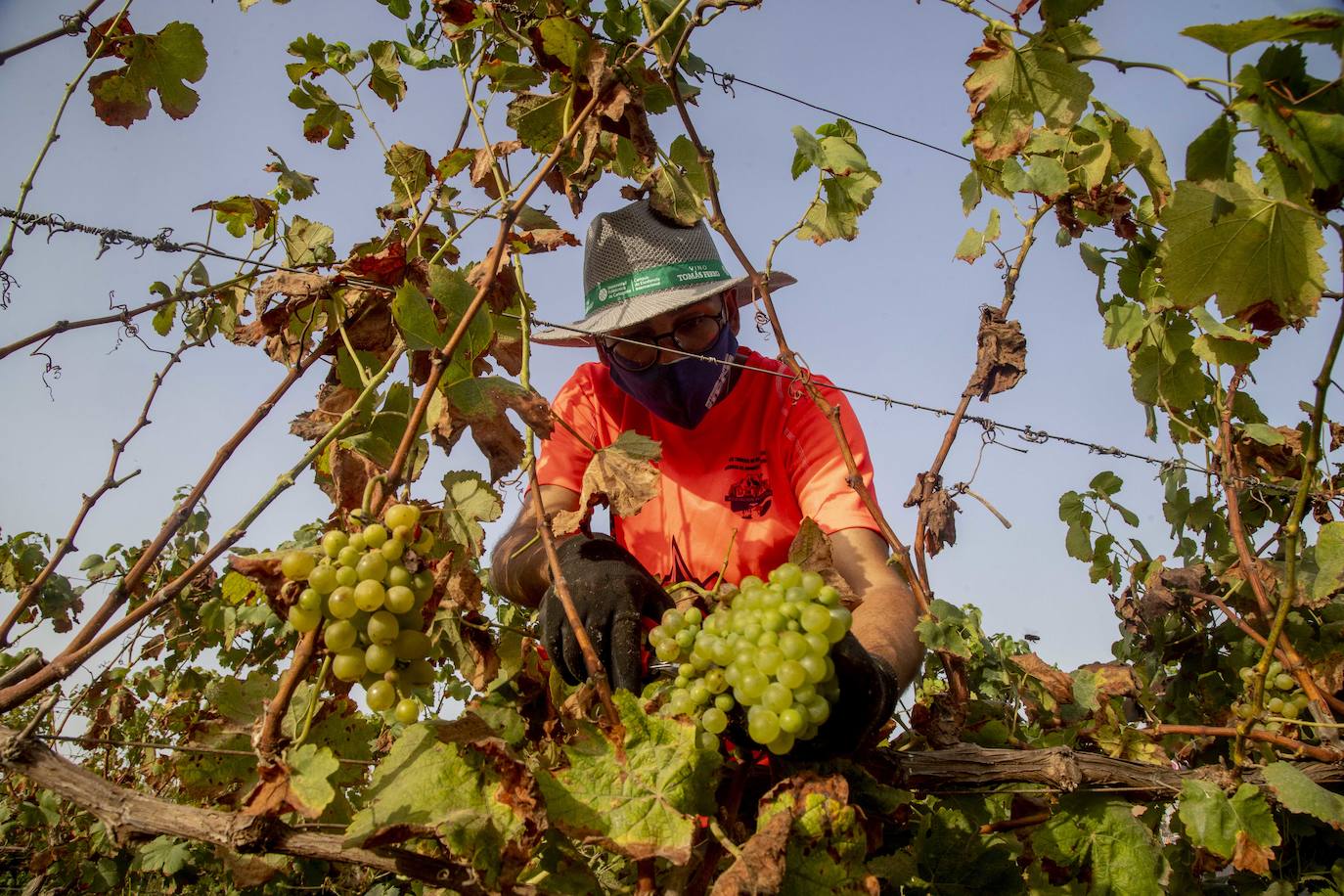 Fotos: Estudiantes y profesores voluntarios vendimian 6.000 kilos de uva en los viñedos de la UPCT