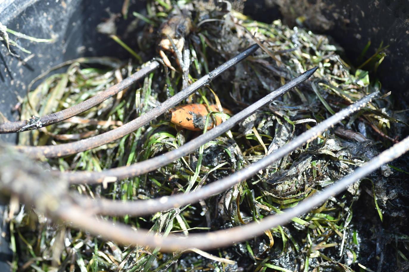 Fotos: Vecinos y turistas, «de luto» por la crisis del Mar Menor