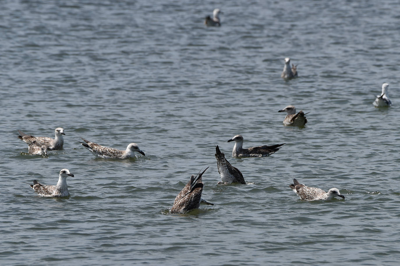 Fotos: Vecinos y turistas, «de luto» por la crisis del Mar Menor