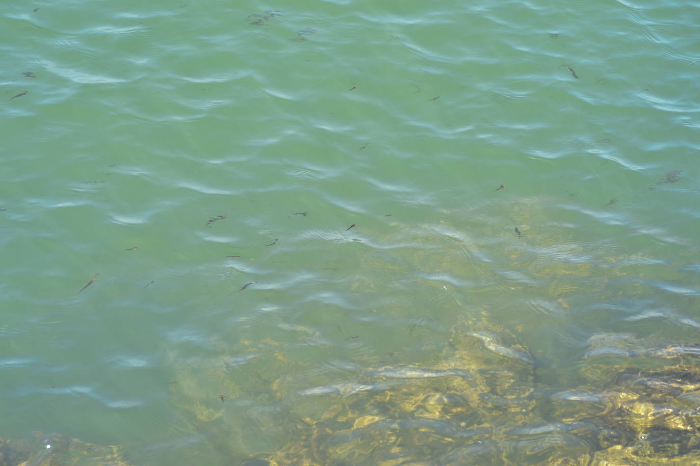 Fotos: Vecinos y turistas, «de luto» por la crisis del Mar Menor