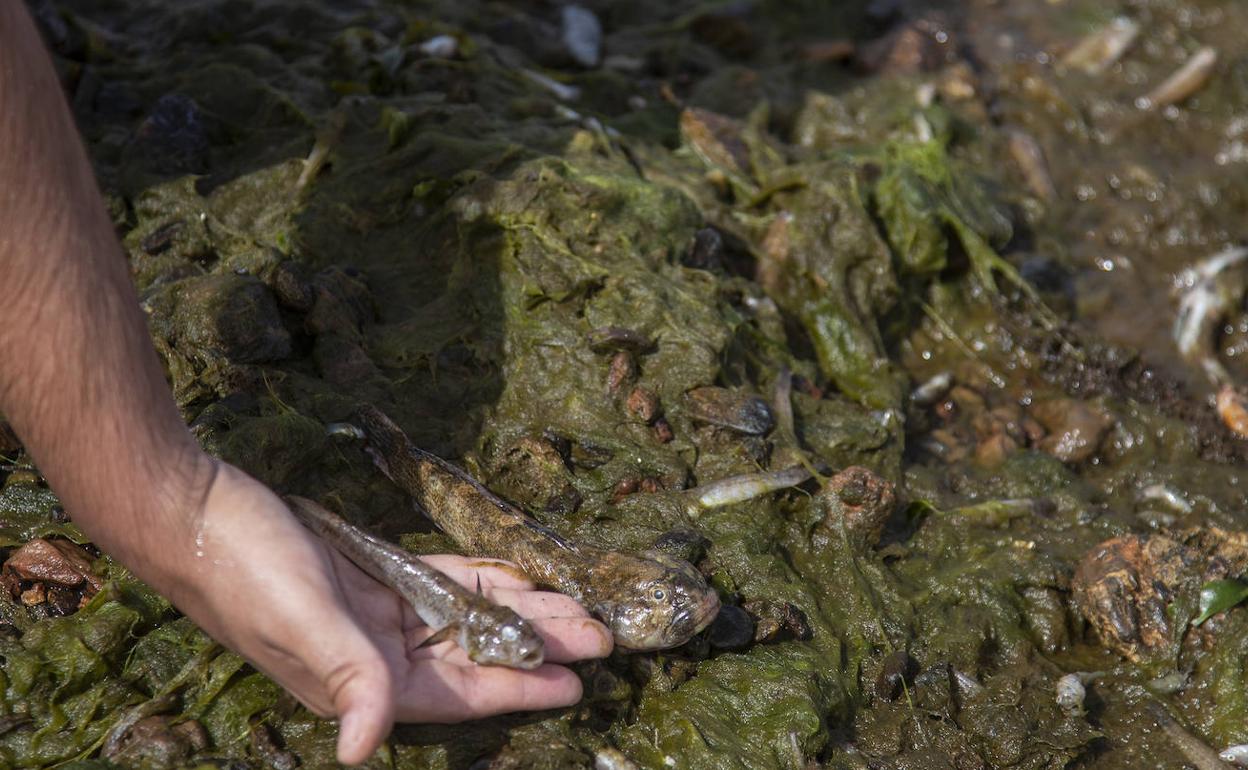 Peces muertos en la orilla de la Lengua de la Vaca, en Los Nietos este lunes. 