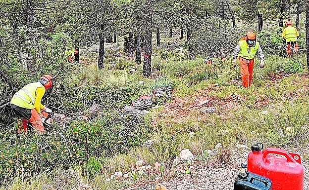 Operarios realizando tareas de limpieza de la masa forestal.