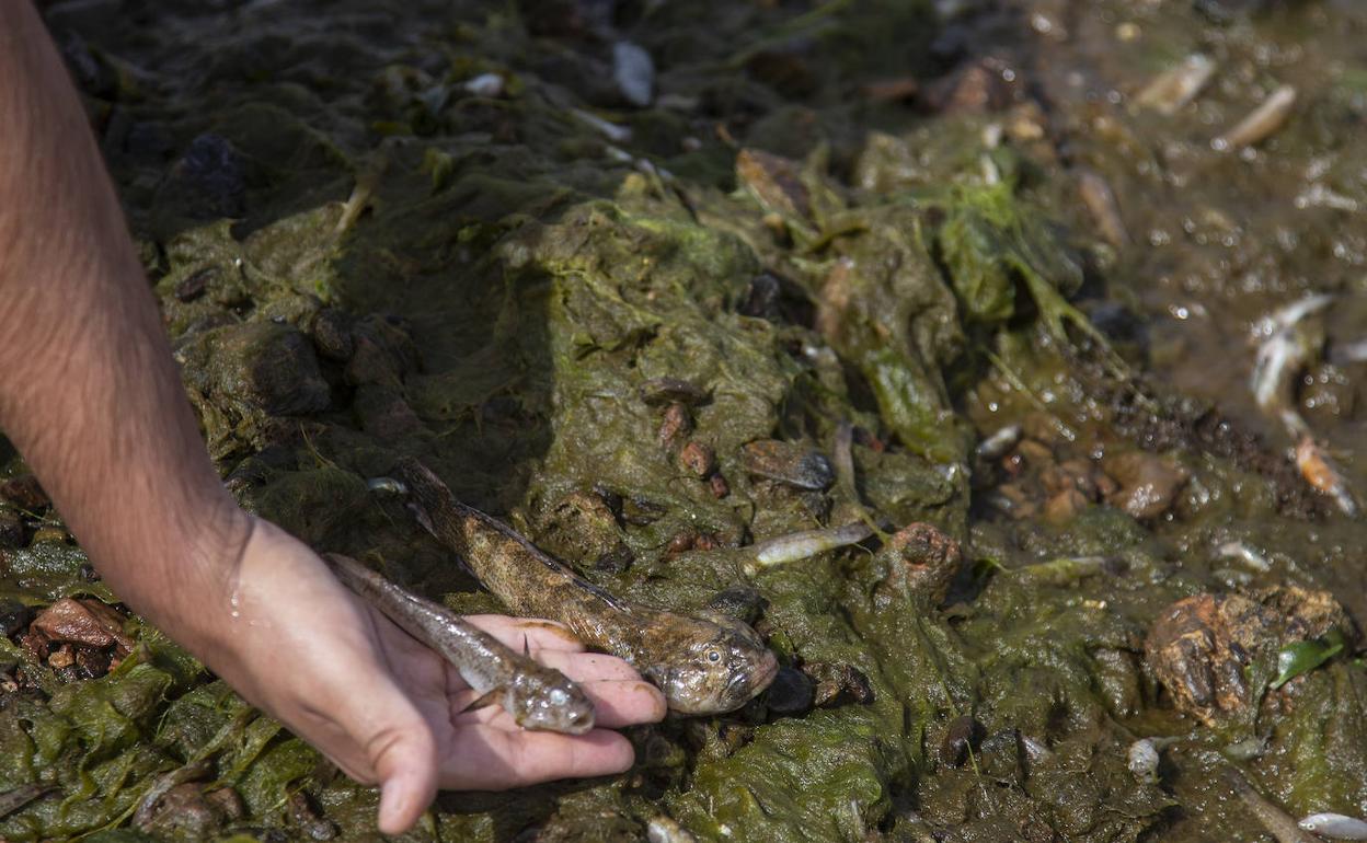 Peces muertos en Lengua de la Vaca, Los Nietos, el pasado lunes. 