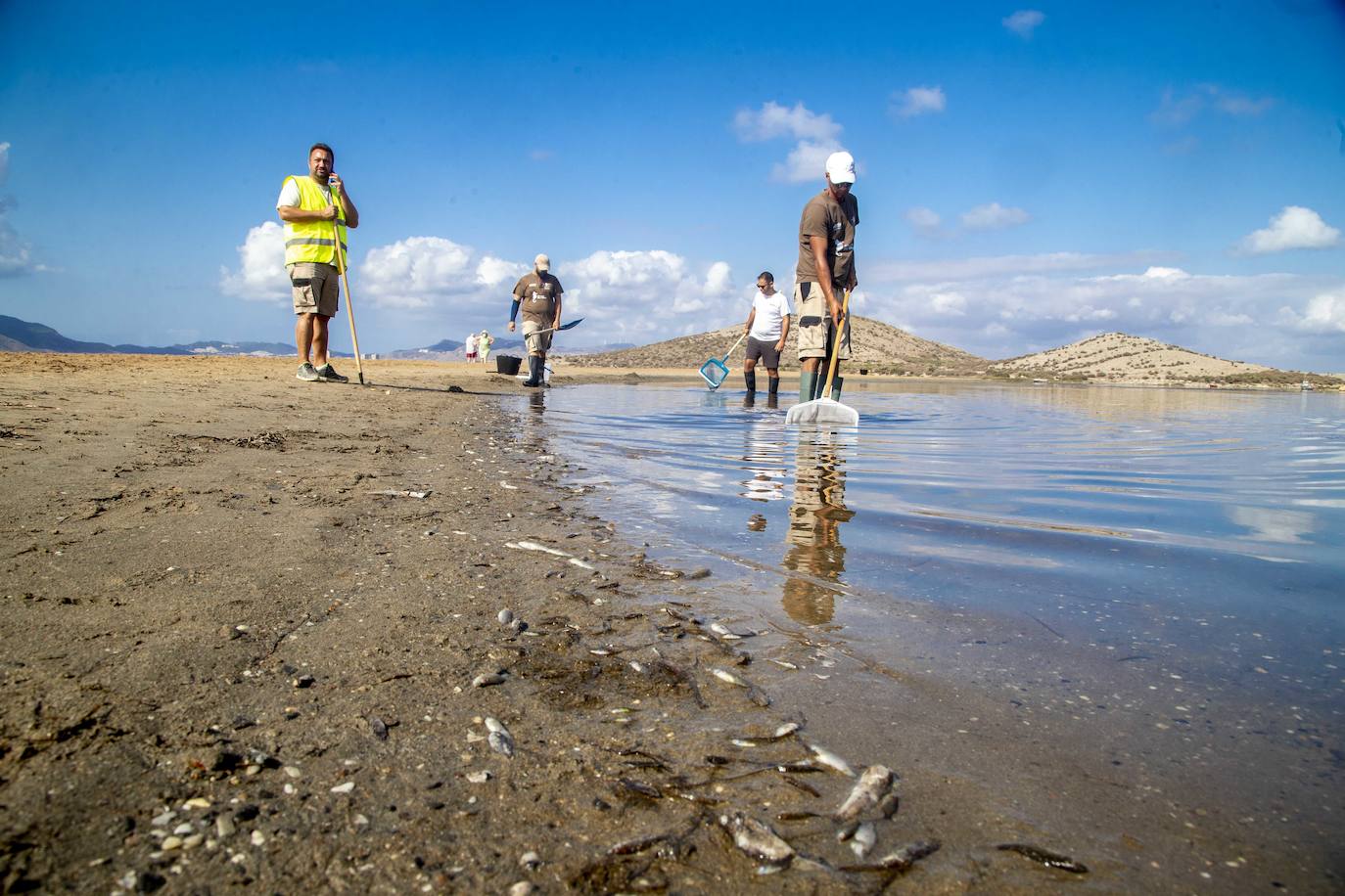 Fotos: Limpieza de peces muertos en la playa de la Isla del Ciervo