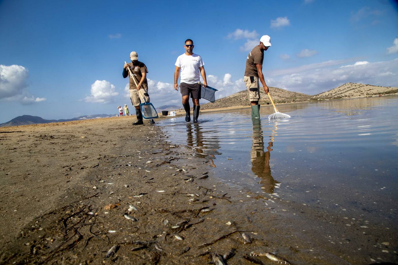 Fotos: Limpieza de peces muertos en la playa de la Isla del Ciervo