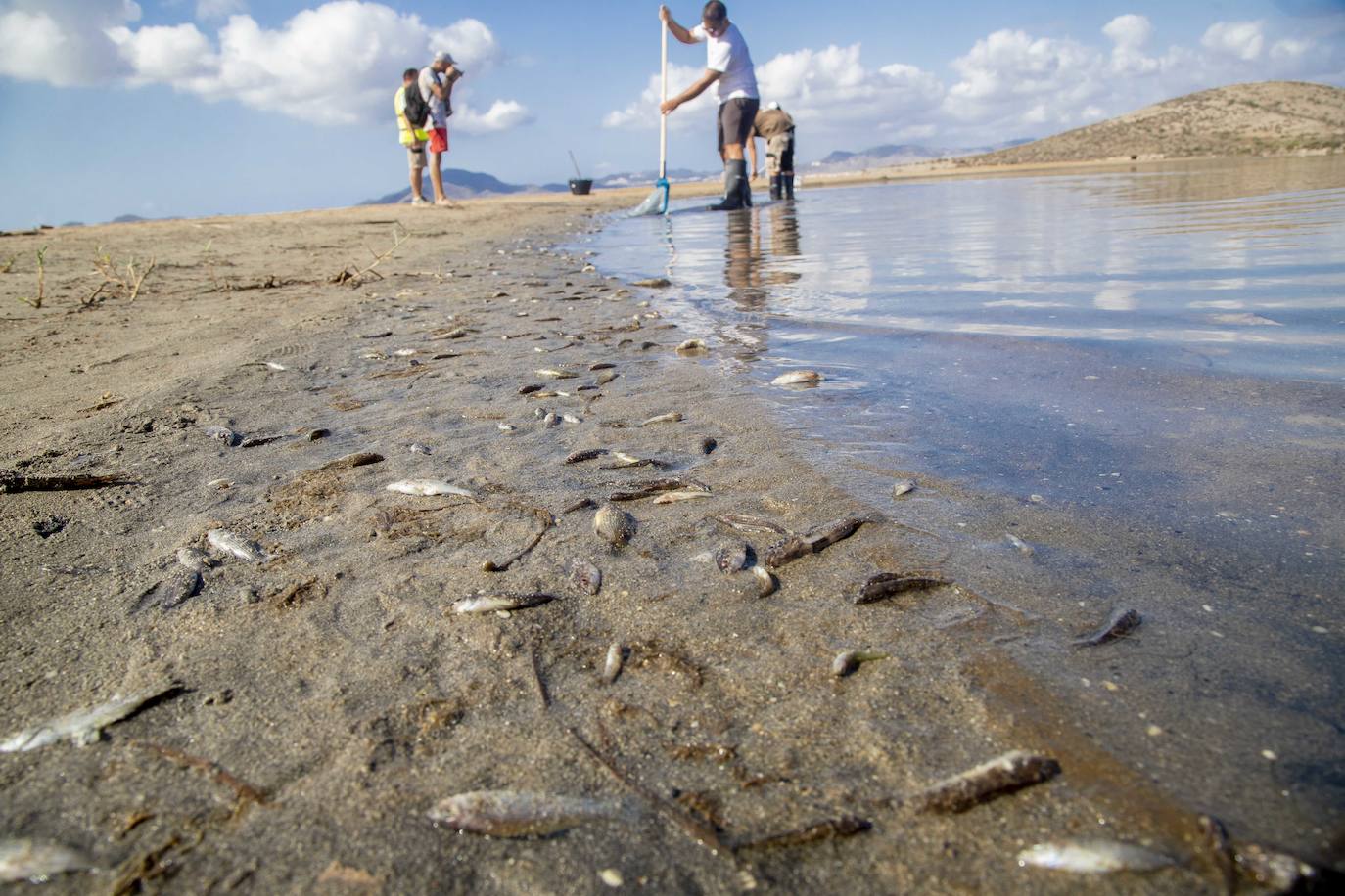 Fotos: Limpieza de peces muertos en la playa de la Isla del Ciervo