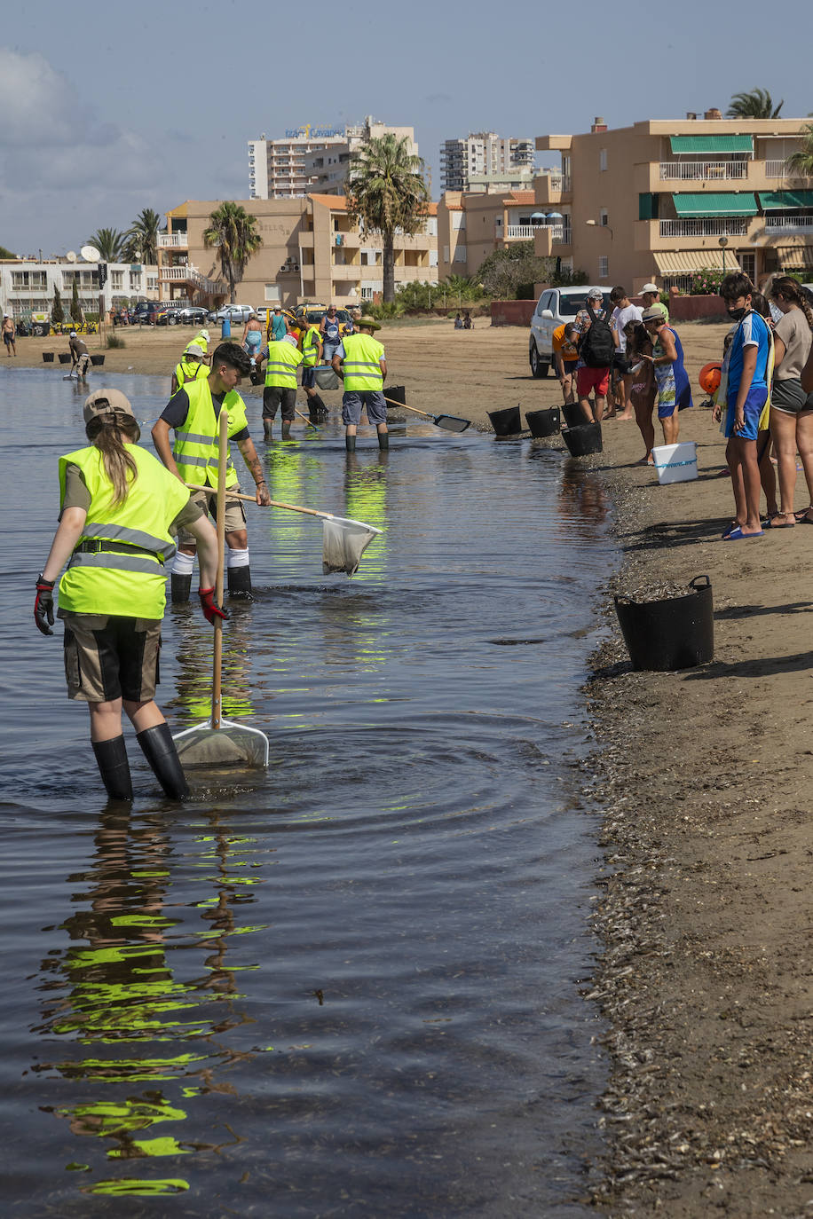 Fotos: Hallan por quinto día consecutivo peces muertos en varias playas de La Manga