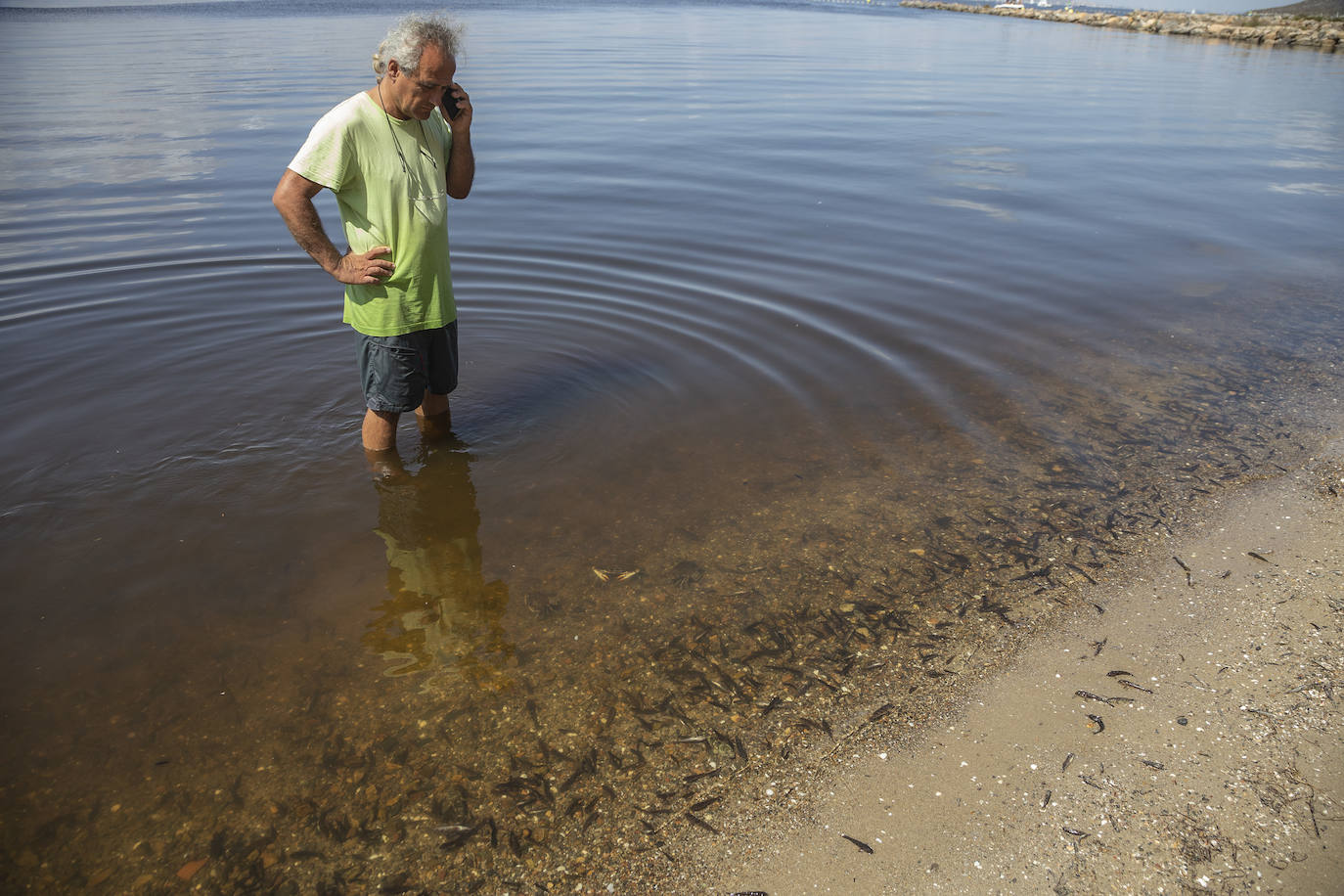 Fotos: Hallan por quinto día consecutivo peces muertos en varias playas de La Manga