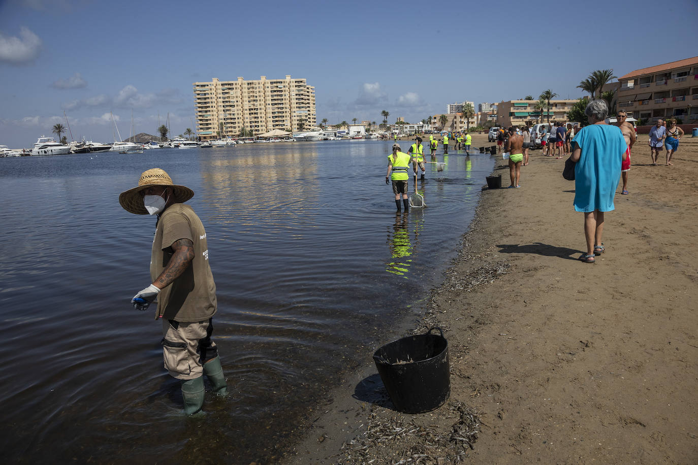 Fotos: Hallan por quinto día consecutivo peces muertos en varias playas de La Manga