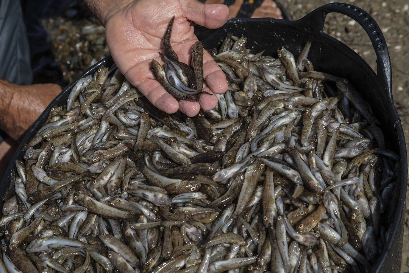 Fotos: Hallan por quinto día consecutivo peces muertos en varias playas de La Manga