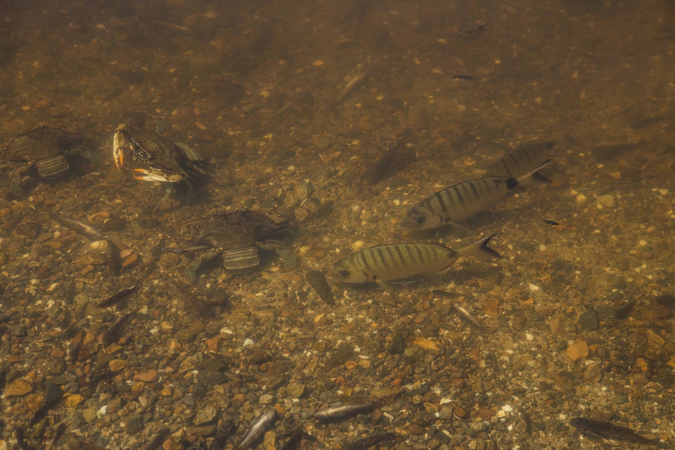 Fotos: Hallan por quinto día consecutivo peces muertos en varias playas de La Manga