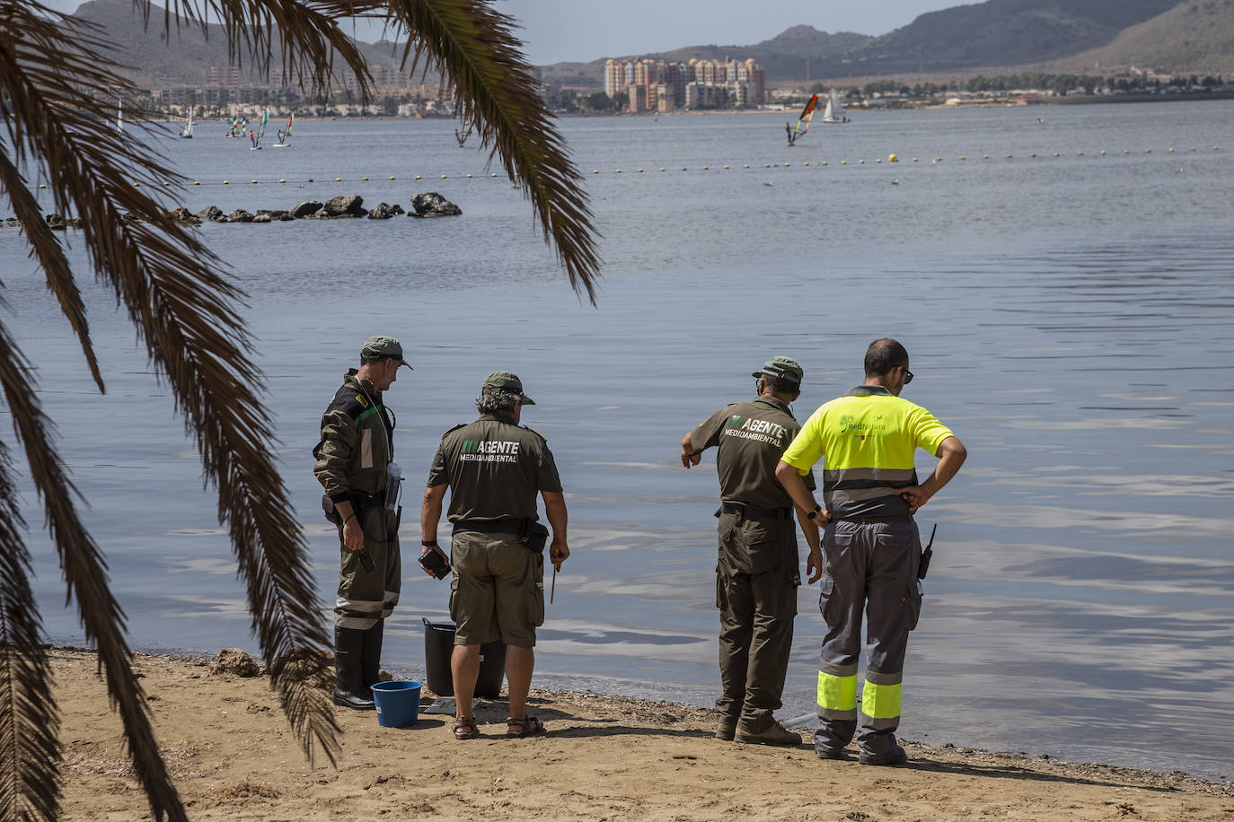 Fotos: Hallan por quinto día consecutivo peces muertos en varias playas de La Manga
