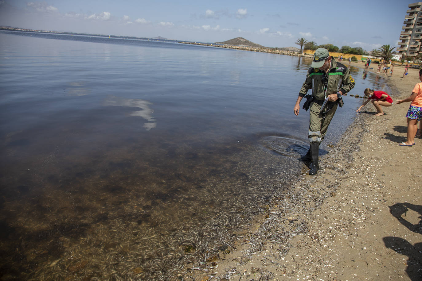 Fotos: Hallan por quinto día consecutivo peces muertos en varias playas de La Manga