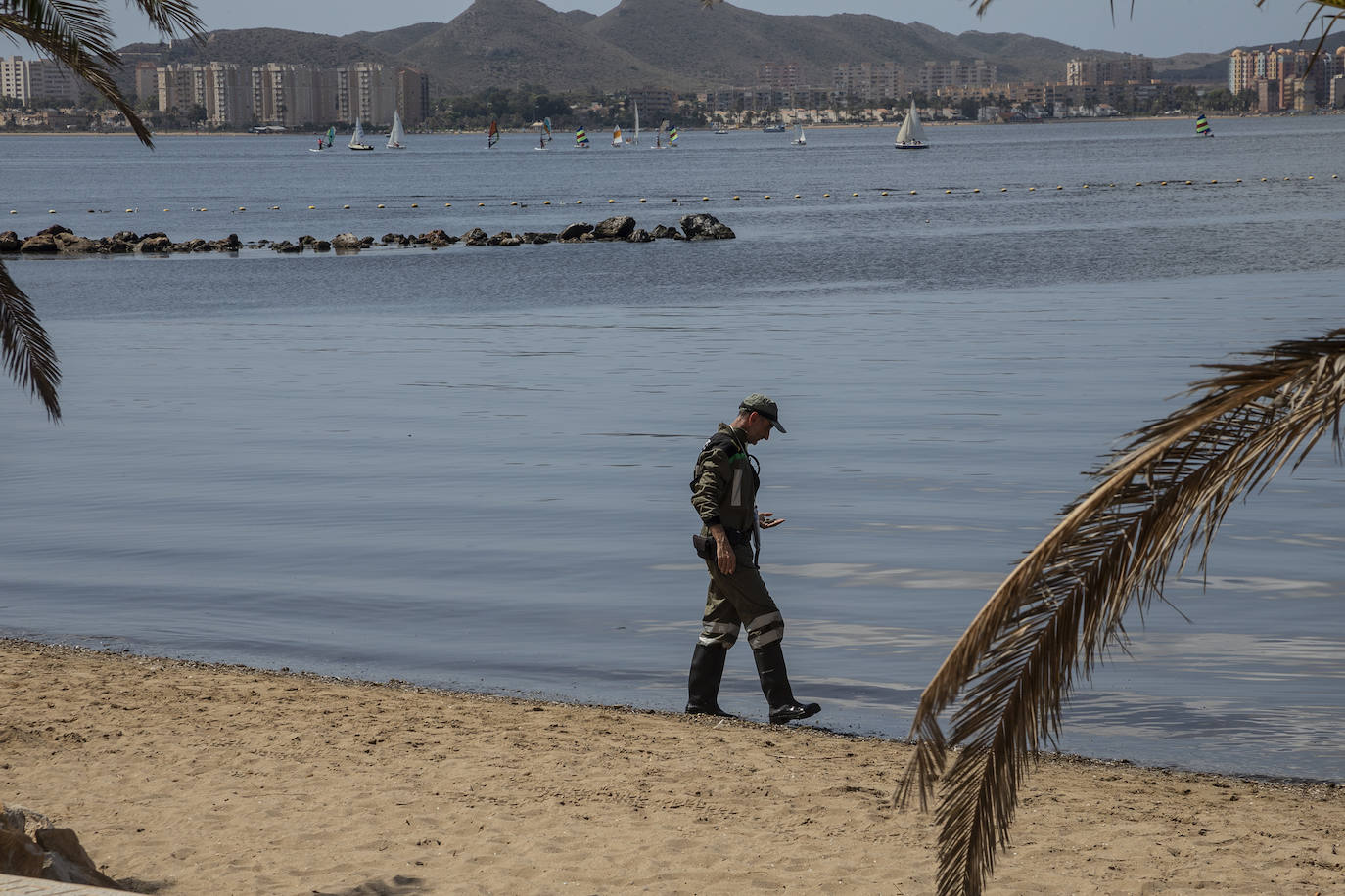 Fotos: Hallan por quinto día consecutivo peces muertos en varias playas de La Manga