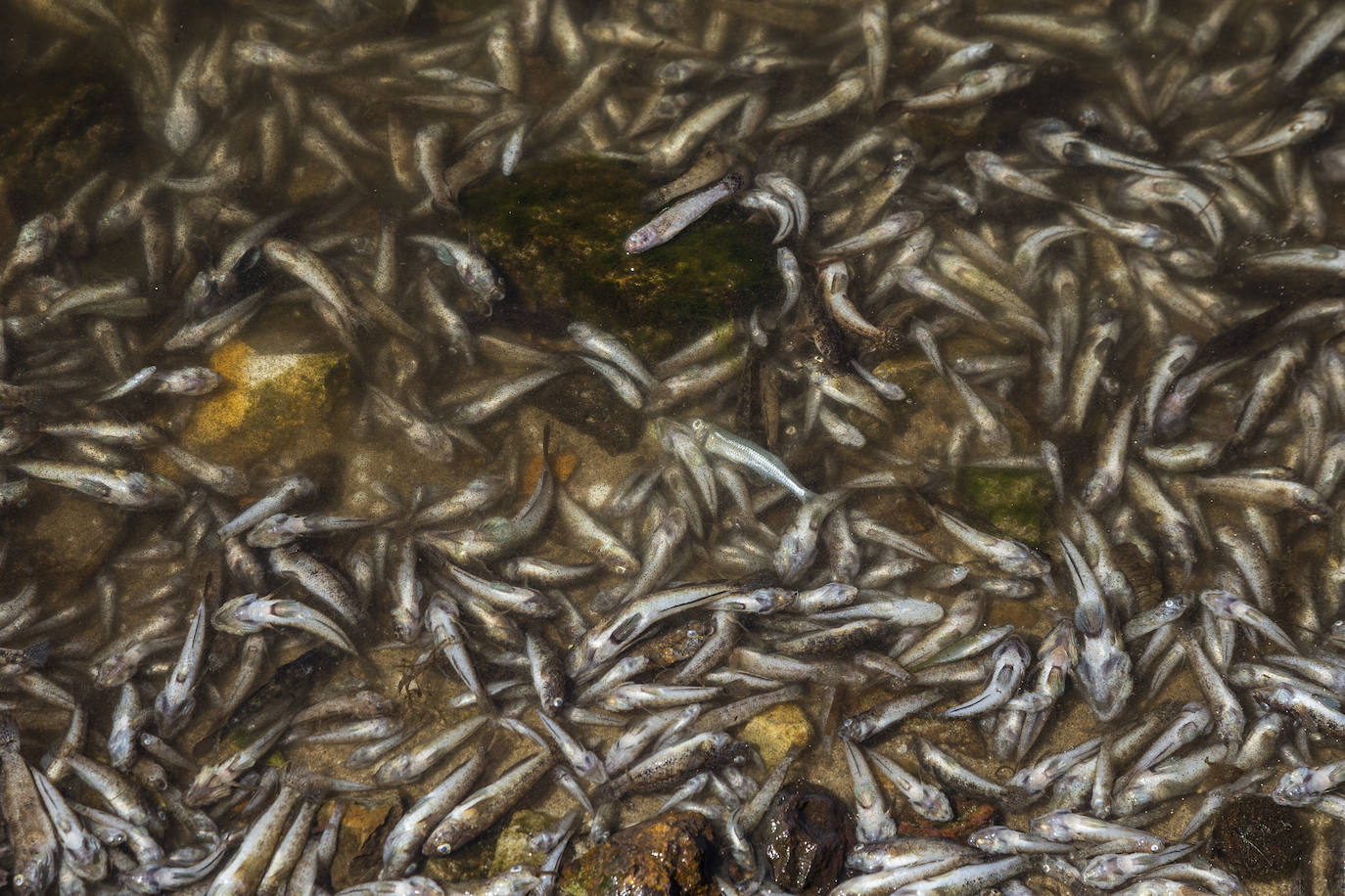 Fotos: Hallan por quinto día consecutivo peces muertos en varias playas de La Manga