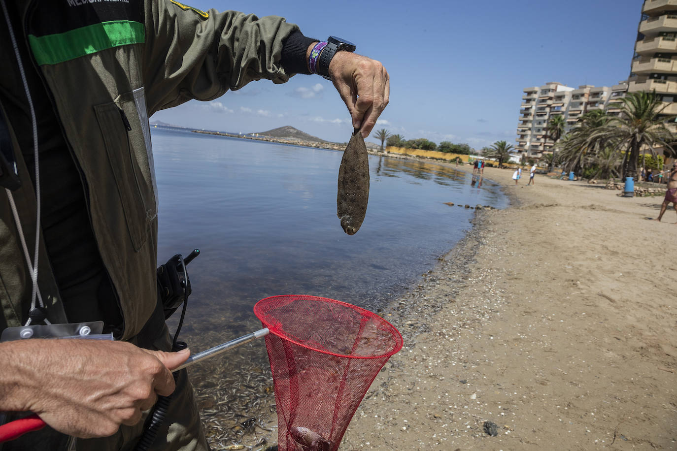 Fotos: Hallan por quinto día consecutivo peces muertos en varias playas de La Manga