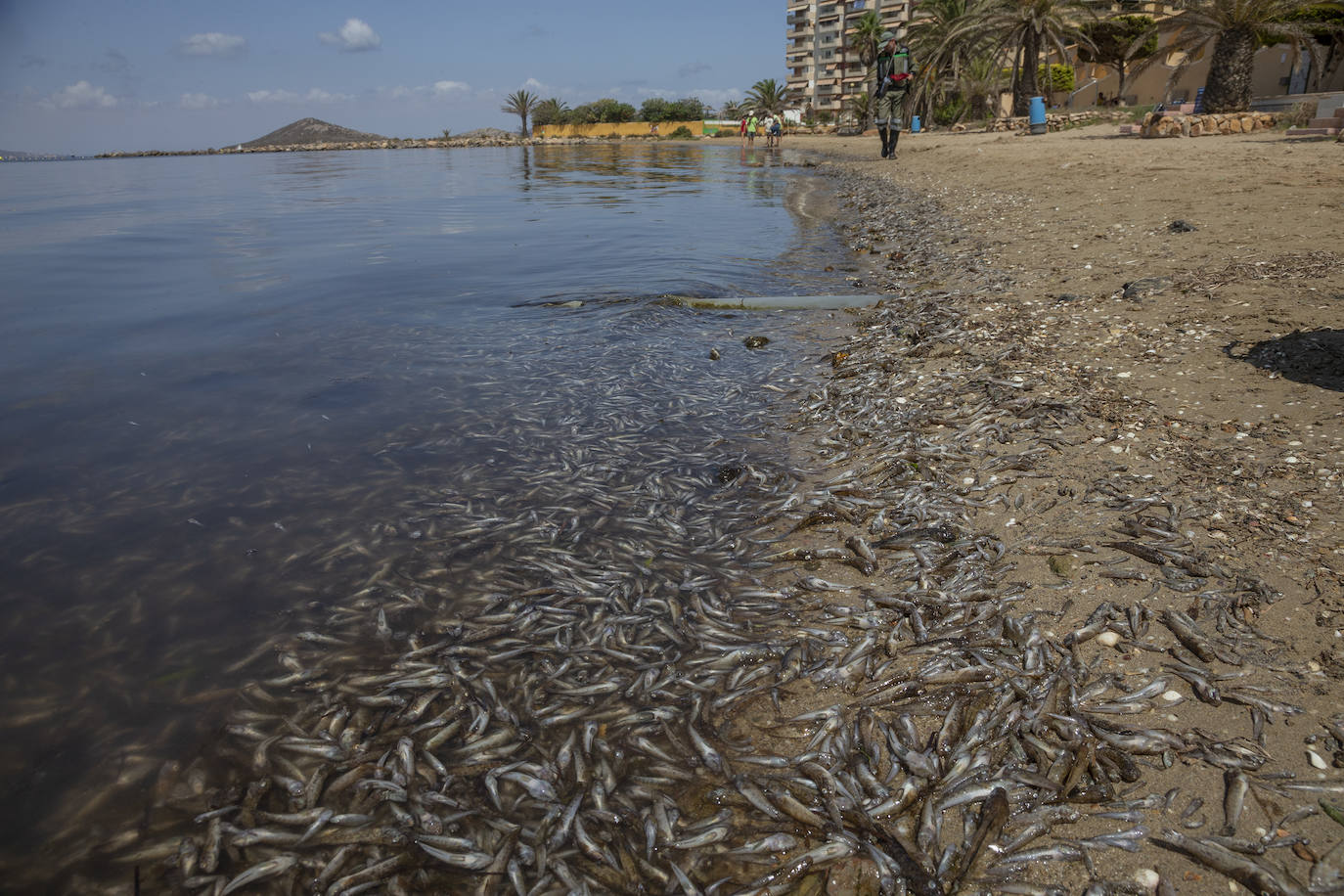 Fotos: Hallan por quinto día consecutivo peces muertos en varias playas de La Manga