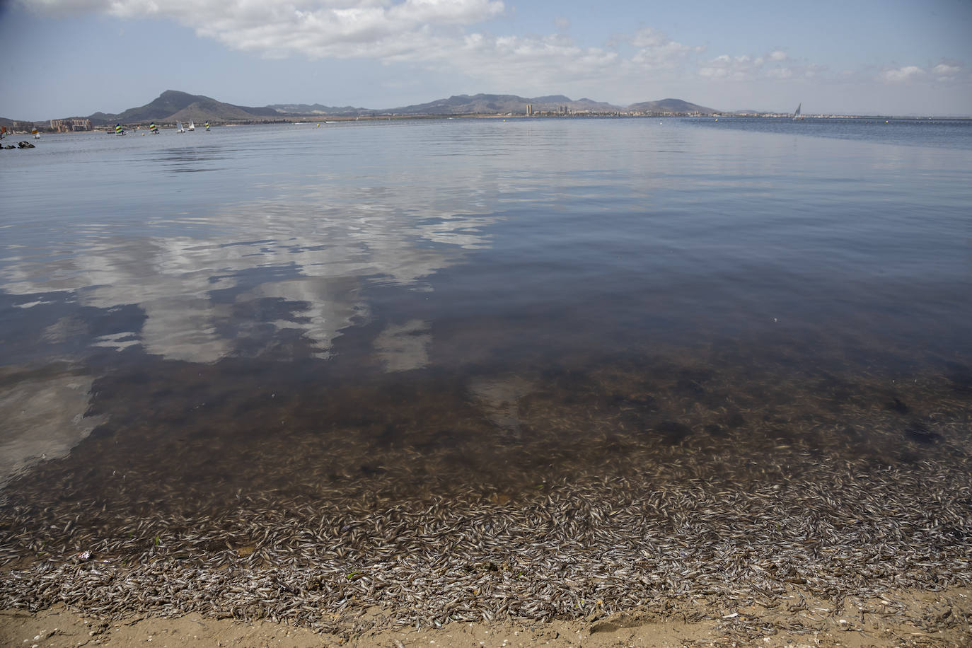 Fotos: Hallan por quinto día consecutivo peces muertos en varias playas de La Manga