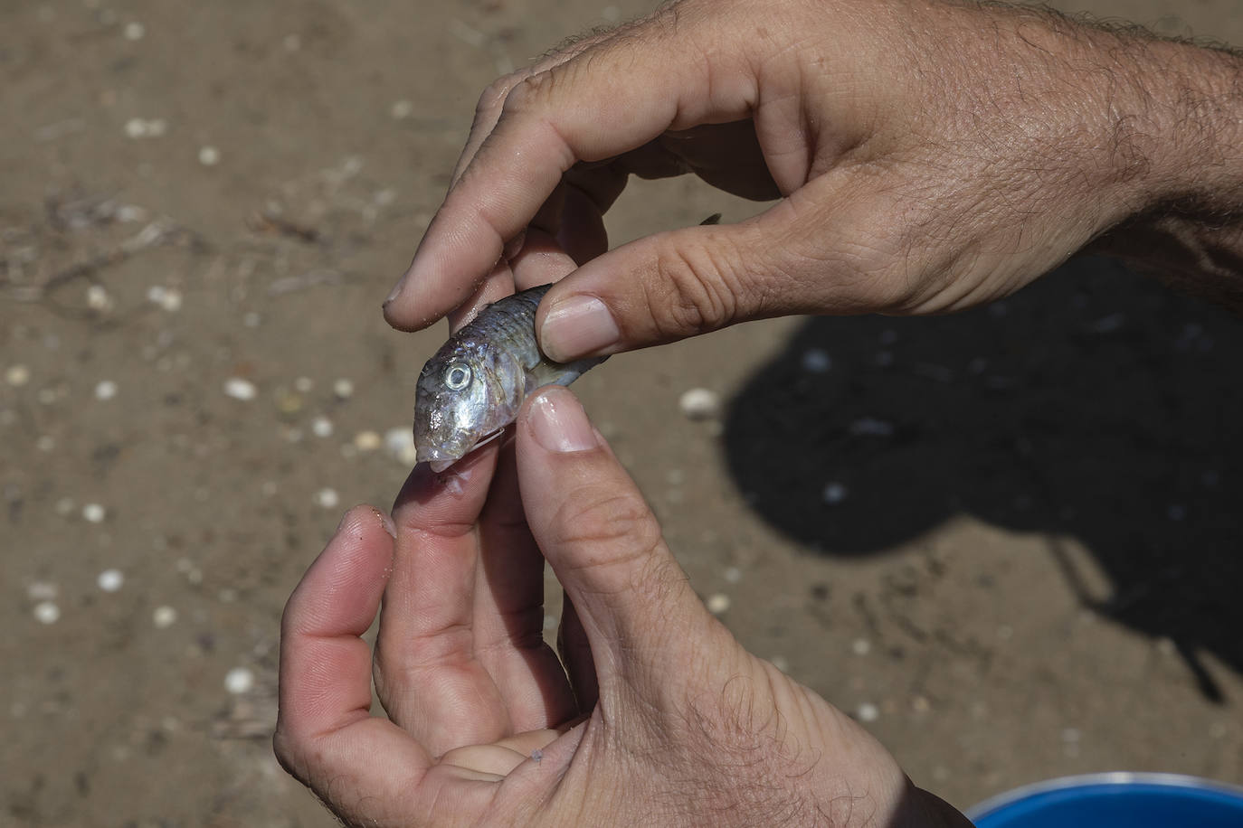 Fotos: Hallan por quinto día consecutivo peces muertos en varias playas de La Manga