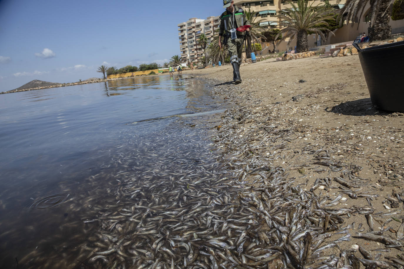 Fotos: Hallan por quinto día consecutivo peces muertos en varias playas de La Manga