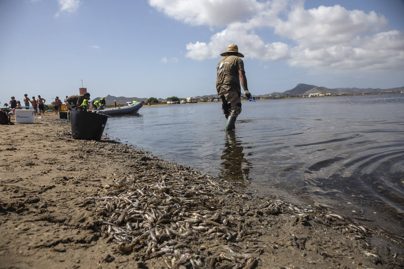 Fotos: Hallan por quinto día consecutivo peces muertos en varias playas de La Manga