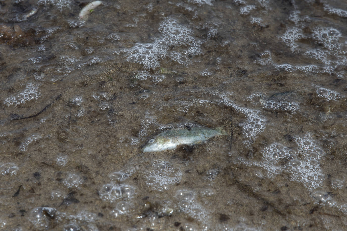 Fotos: Cierran de nuevo las playas cartageneras de La Manga por la aparición de más peces muertos por sexto día en el Mar Menor