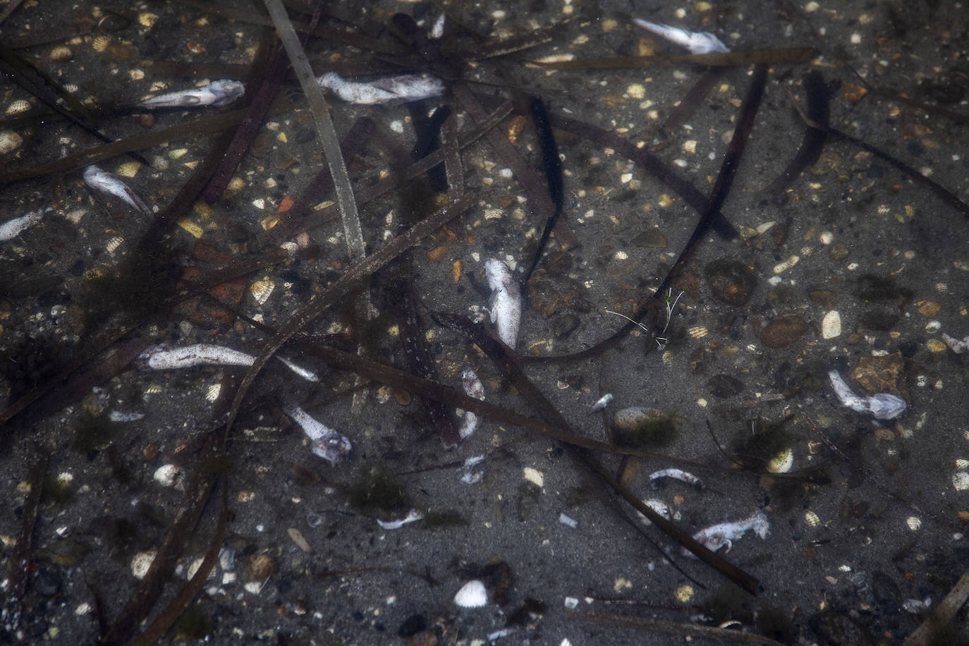 Fotos: Cierran de nuevo las playas cartageneras de La Manga por la aparición de más peces muertos por sexto día en el Mar Menor