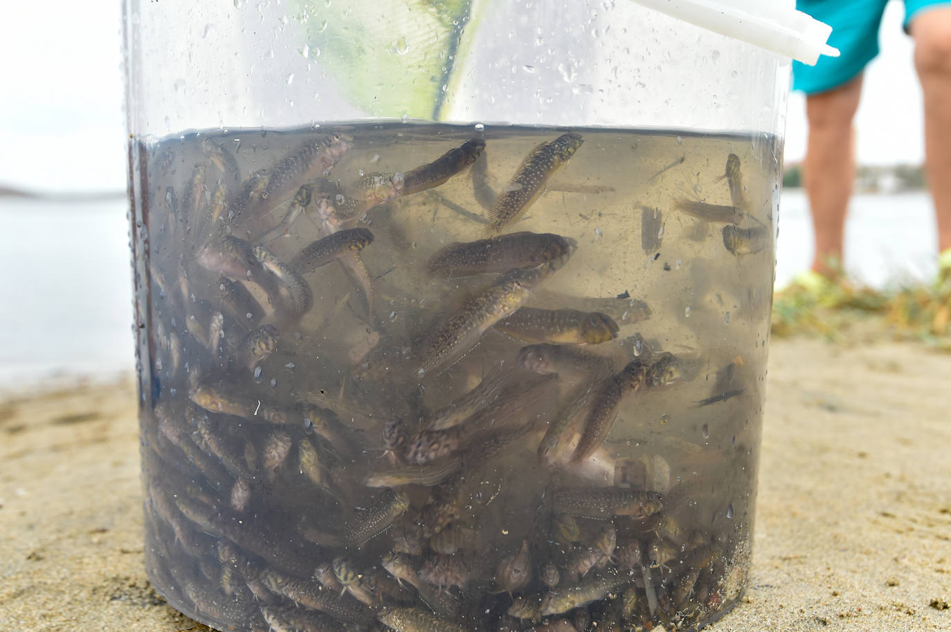 Fotos: Nuevo cierre de playas al cumplirse una semana con peces muertos en el Mar Menor