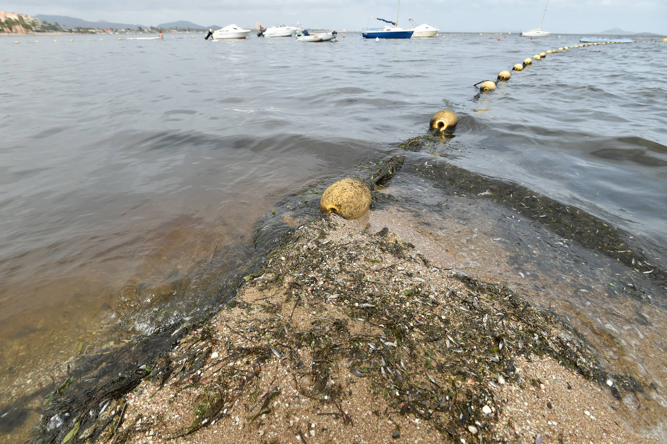 Fotos: Nuevo cierre de playas al cumplirse una semana con peces muertos en el Mar Menor