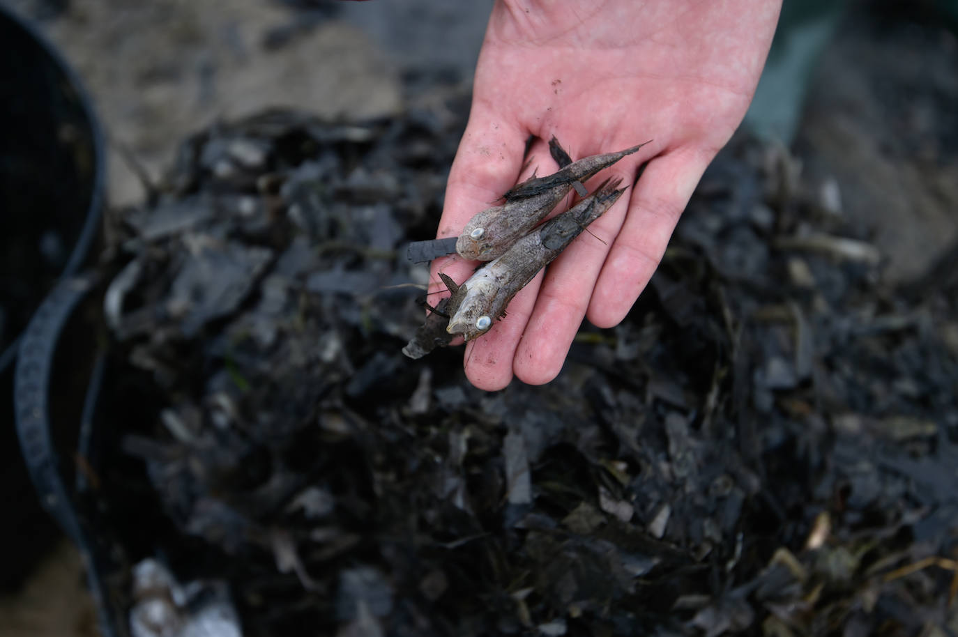 Fotos: Nuevo cierre de playas al cumplirse una semana con peces muertos en el Mar Menor