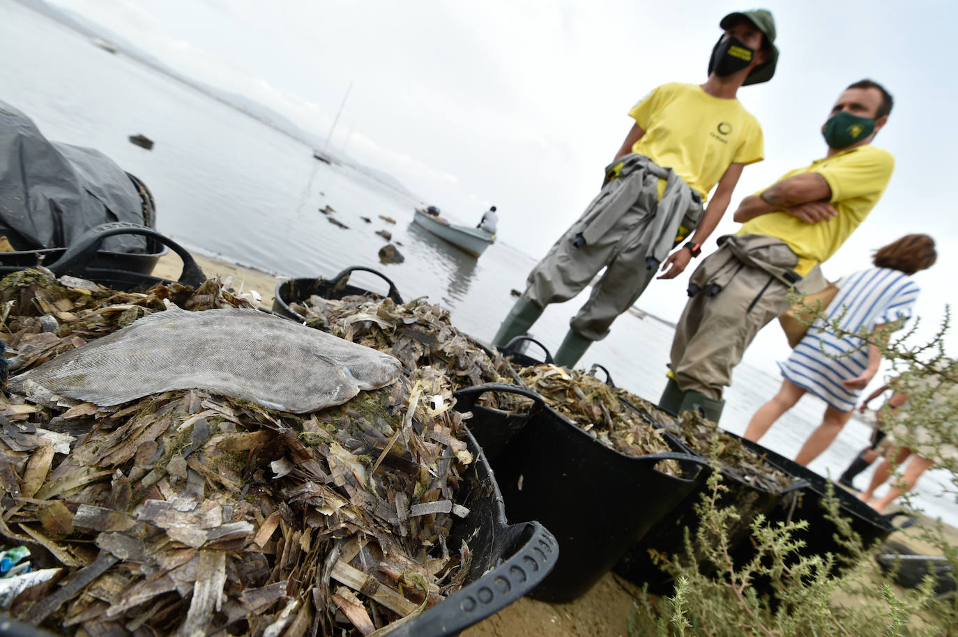 Fotos: Nuevo cierre de playas al cumplirse una semana con peces muertos en el Mar Menor