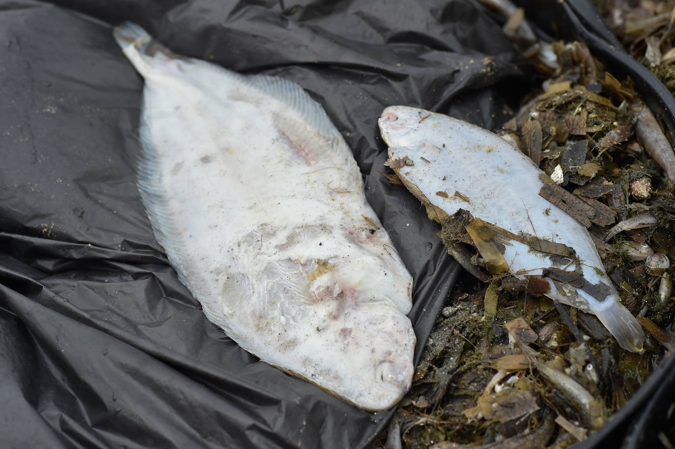 Fotos: Nuevo cierre de playas al cumplirse una semana con peces muertos en el Mar Menor