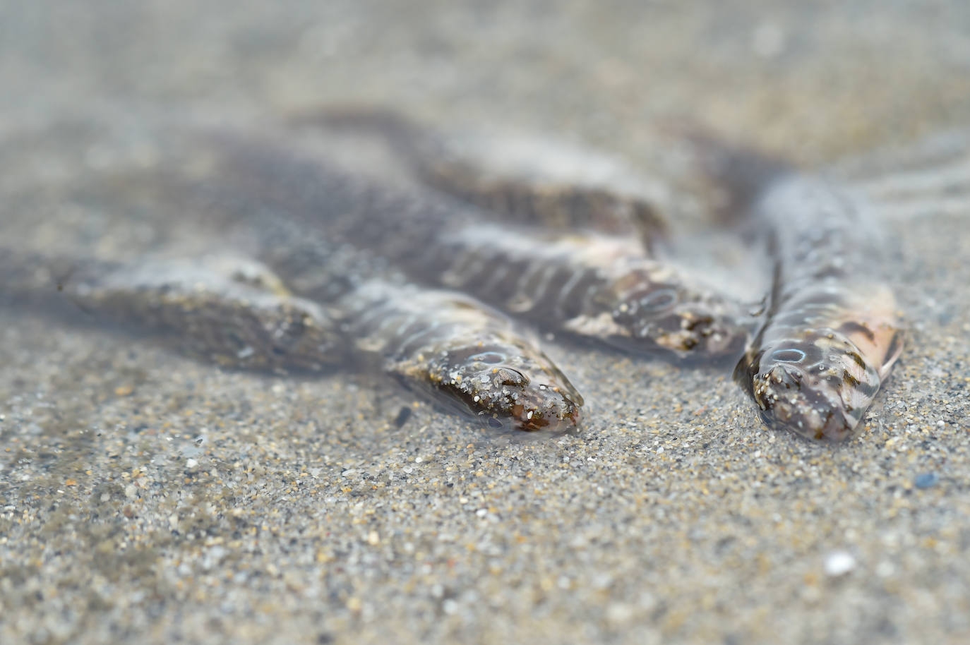 Fotos: Nuevo cierre de playas al cumplirse una semana con peces muertos en el Mar Menor