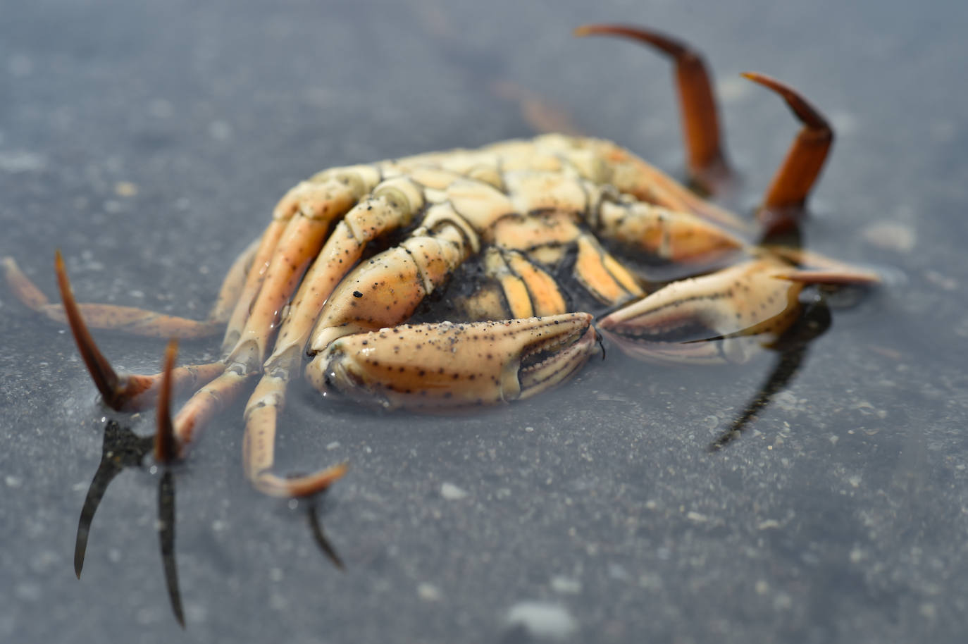 Fotos: Nuevo cierre de playas al cumplirse una semana con peces muertos en el Mar Menor
