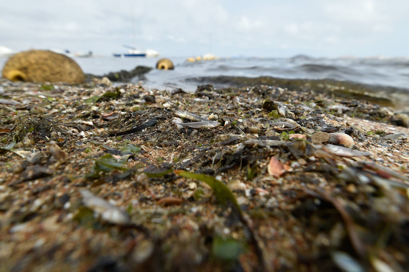 Fotos: Nuevo cierre de playas al cumplirse una semana con peces muertos en el Mar Menor