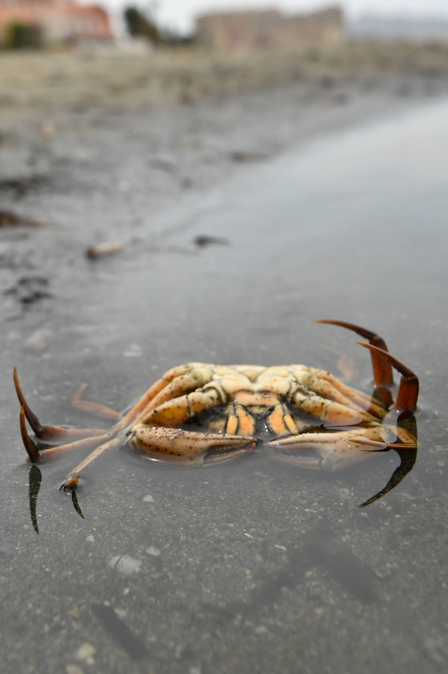 Fotos: Nuevo cierre de playas al cumplirse una semana con peces muertos en el Mar Menor