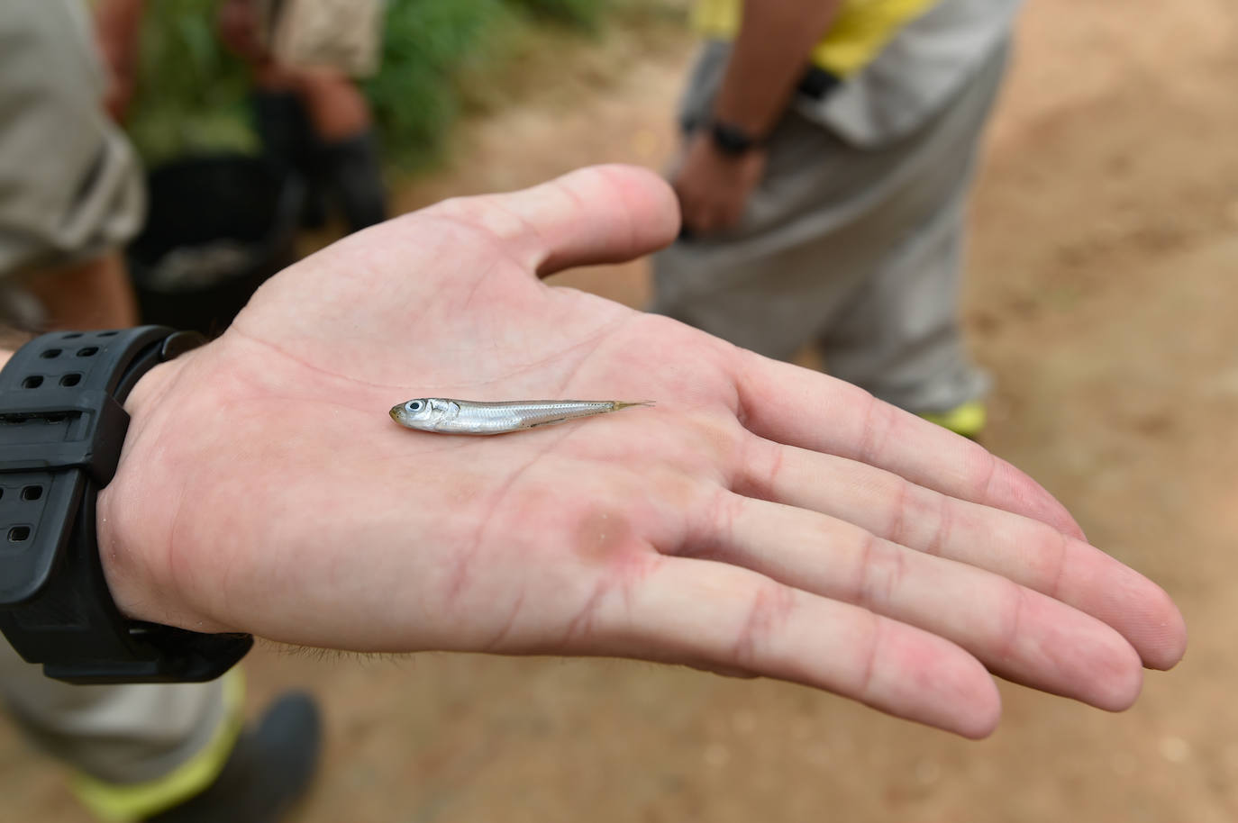 Fotos: Nuevo cierre de playas al cumplirse una semana con peces muertos en el Mar Menor