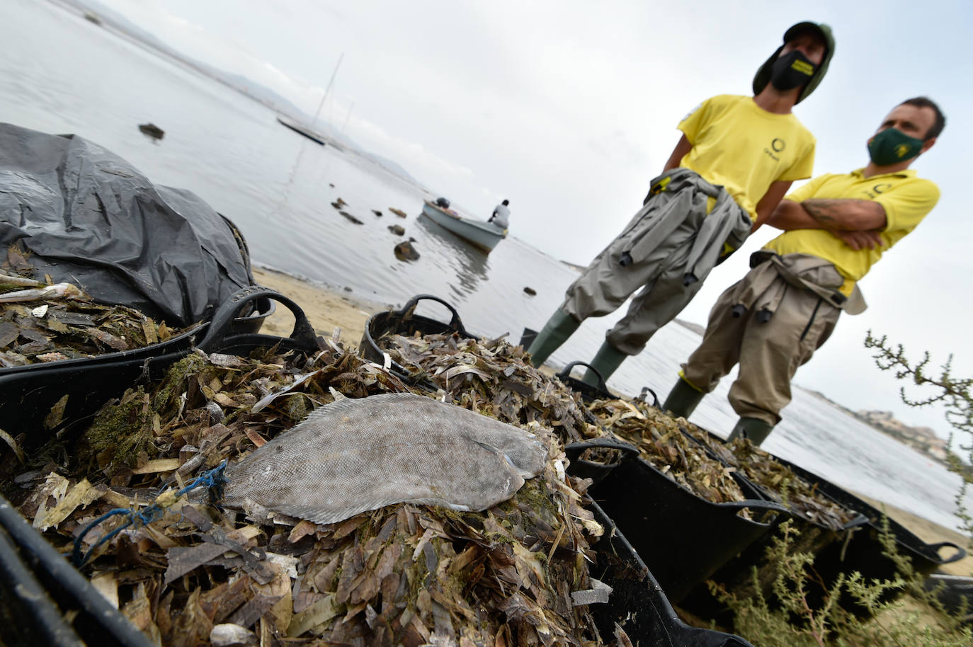 Fotos: Nuevo cierre de playas al cumplirse una semana con peces muertos en el Mar Menor