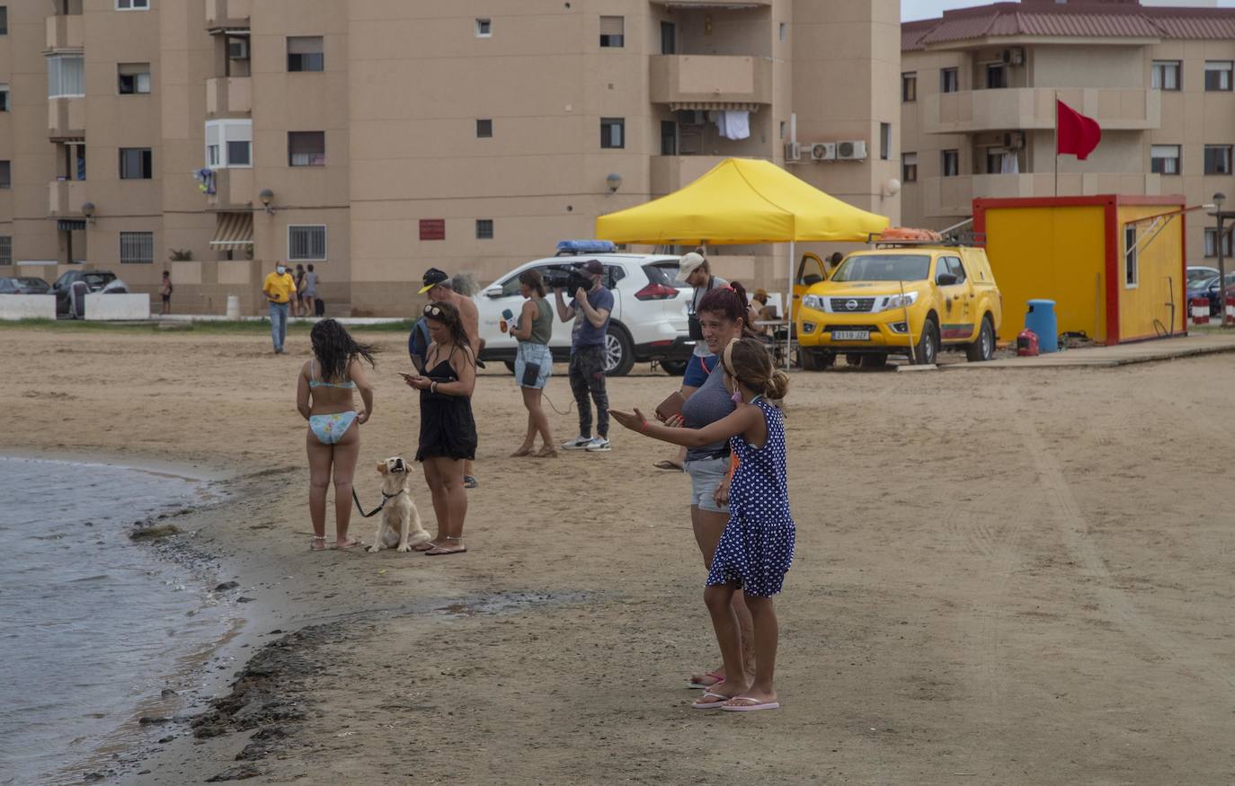 Fotos: La semana empieza con más peces muertos en el Mar Menor, hoy en la zona norte de La Manga