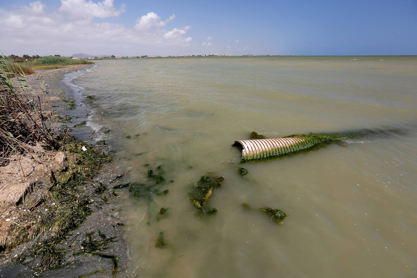 Fotos: Estado del Mar Menor durante el nuevo episodio de mortandad de peces