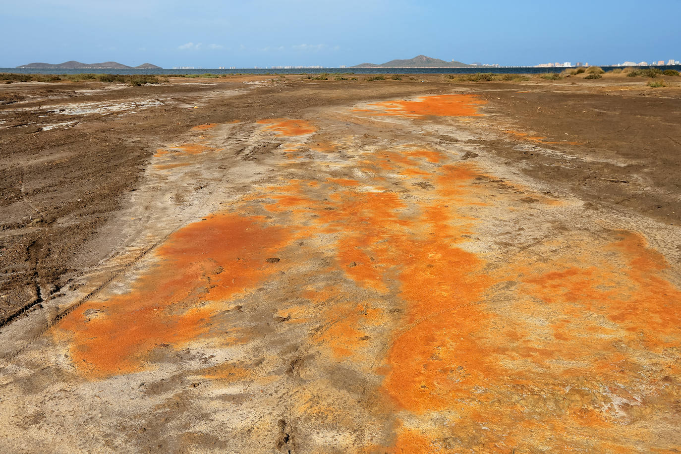 Fotos: Estado del Mar Menor durante el nuevo episodio de mortandad de peces